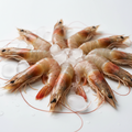 Camarón Crudo Con Cascara 36/40 MSF