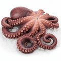 Pulpo crudo 4-6 lb